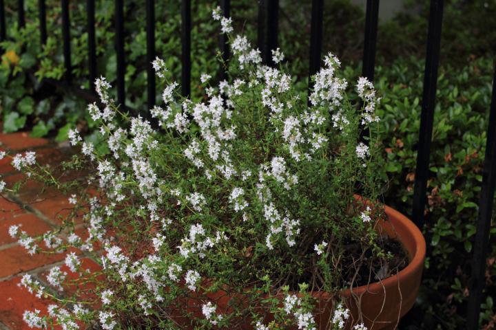Flowering Thyme