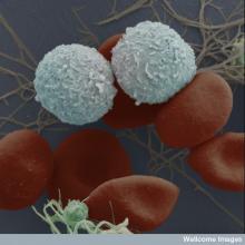 Le cellule staminali del sangue