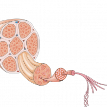 La dystrophie musculaire: comment les cellules souches pourraient-elles aider?