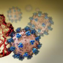COVID-19-infected blood vessel organoids
