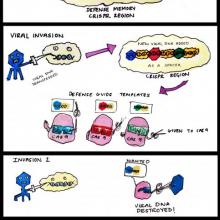 CRISPR