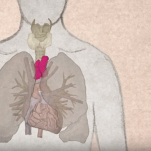 thymus