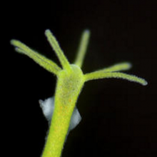 Stem Cell School Tool: un aperçu du monde des cellules souches