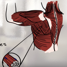 Sporty Stem Cells: how stem cells make muscle