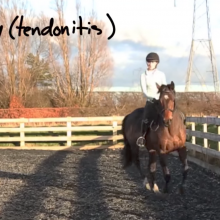 Sporty Stem Cells: how stem cells can help tendon damage