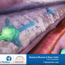 Institut Pasteur: Muscle and Stem Cells picture